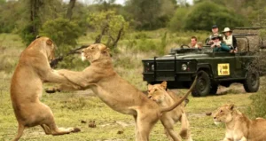 Best Game lodges in South Africa
