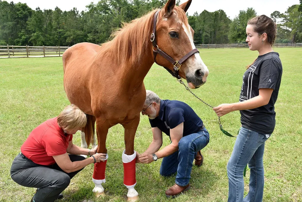 Equine Business Management Online Courses
